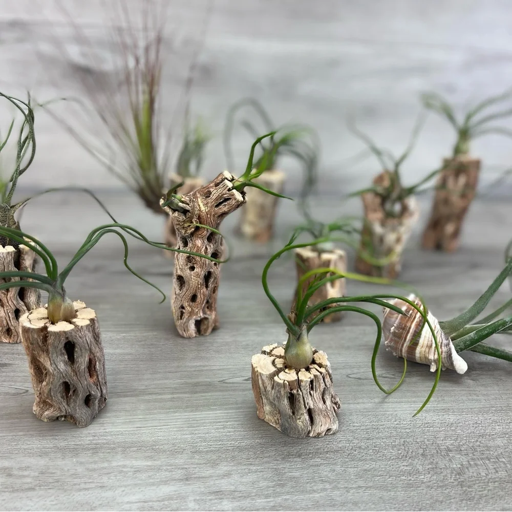 🔆AIR PLANT DRYED CACTUS 🔆 REAL PLANTS DECOR - Picture 7 of 9